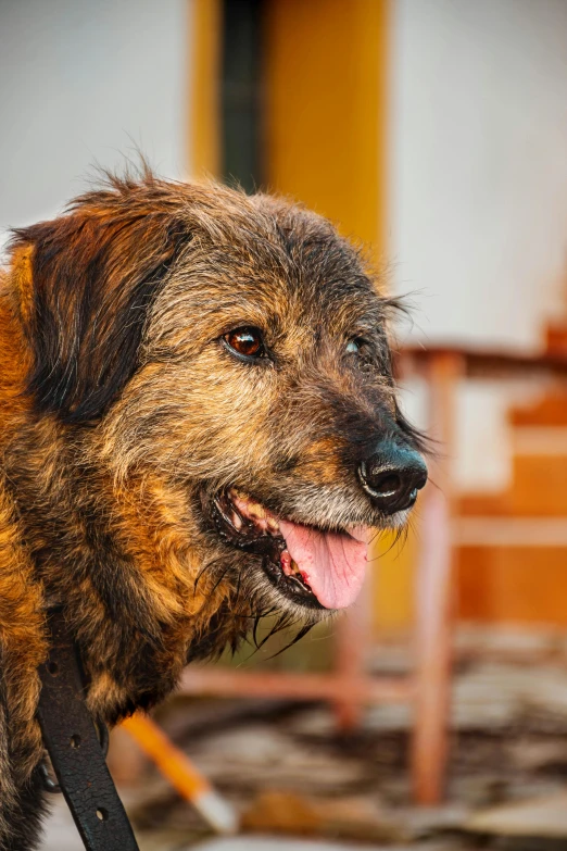 a dog that is standing outside by a table