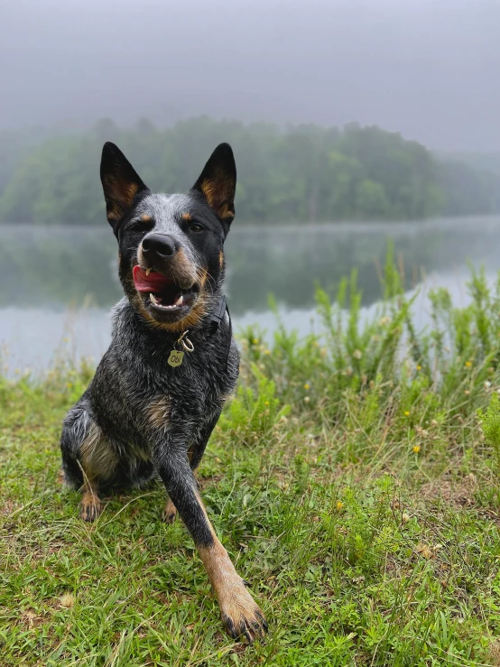 a dog sitting in the grass next to a lake