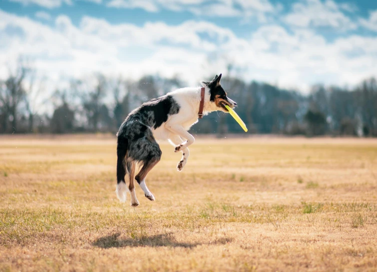 a dog is jumping in the air and playing with a frisbee