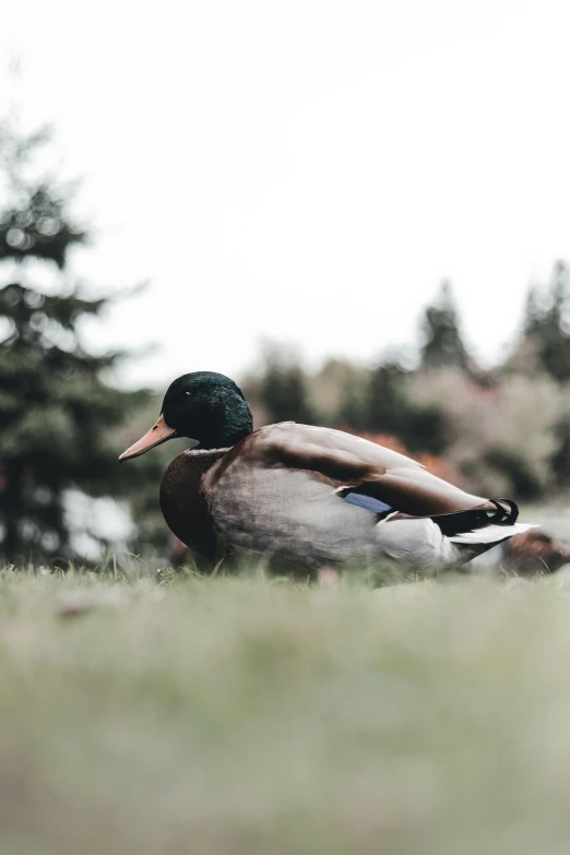 a duck in a field of grass with trees in the background