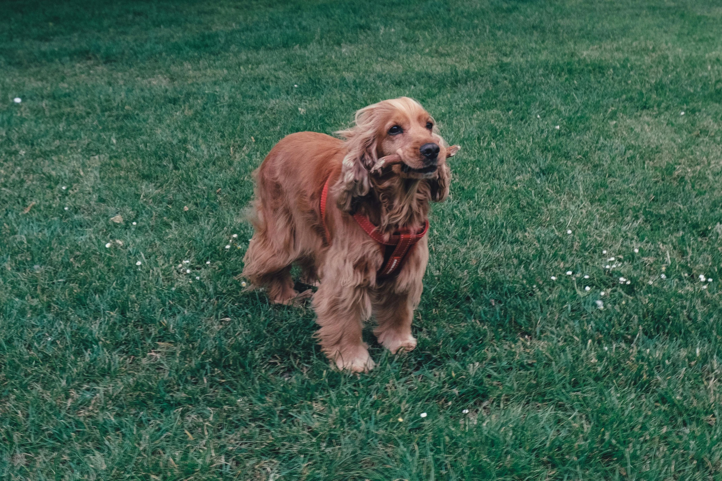a brown dog with a red harness in the grass