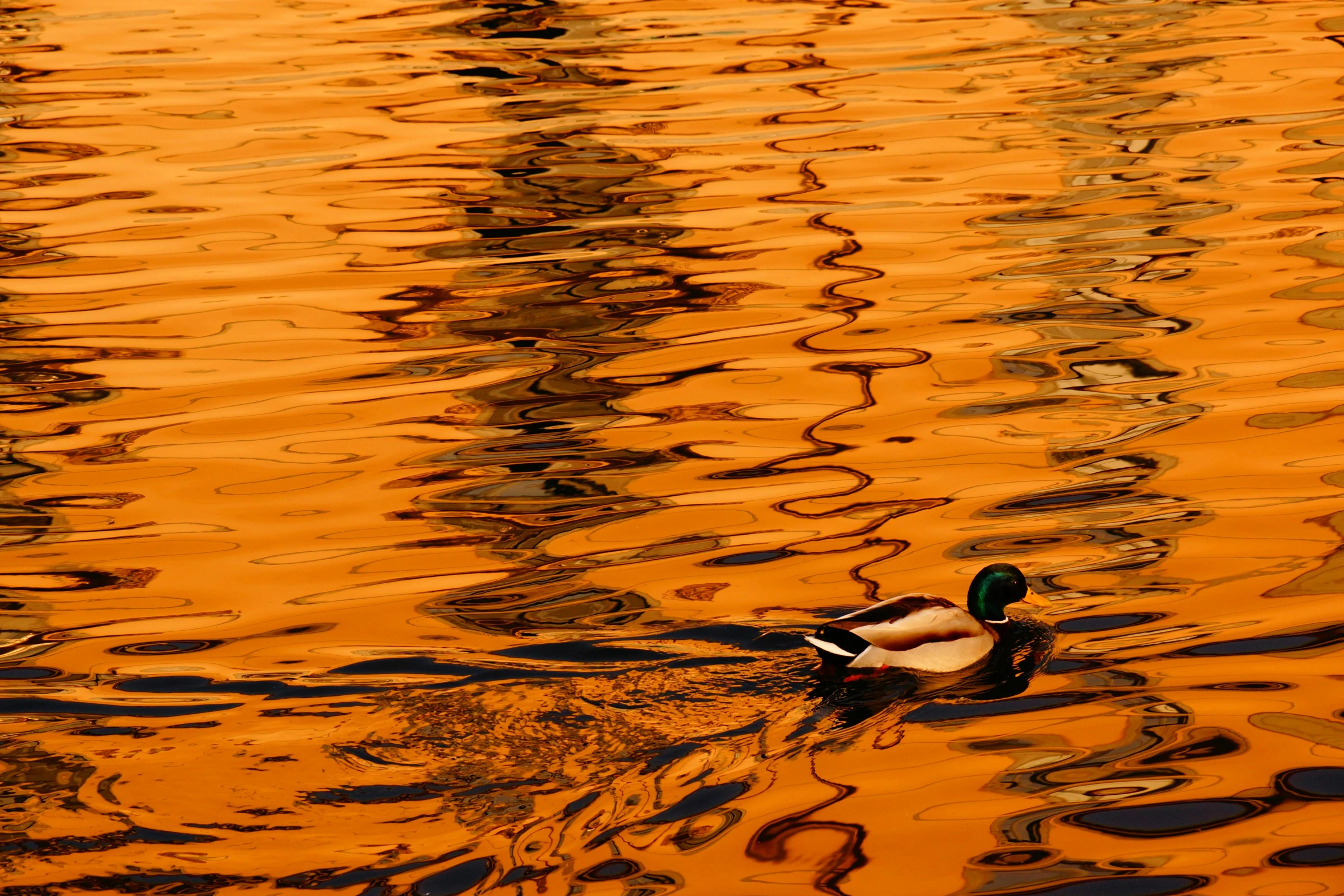 a duck in the middle of a large body of water