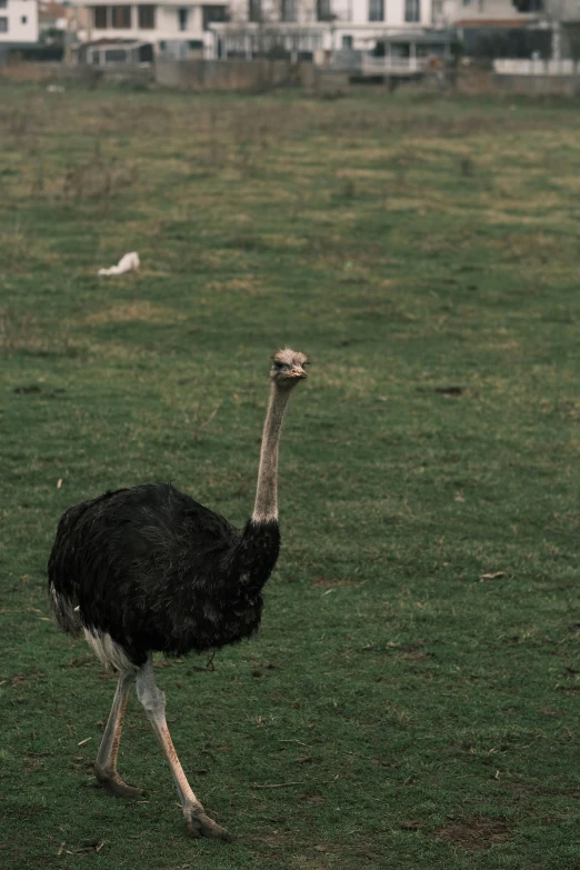 an ostrich walks across a field toward a city