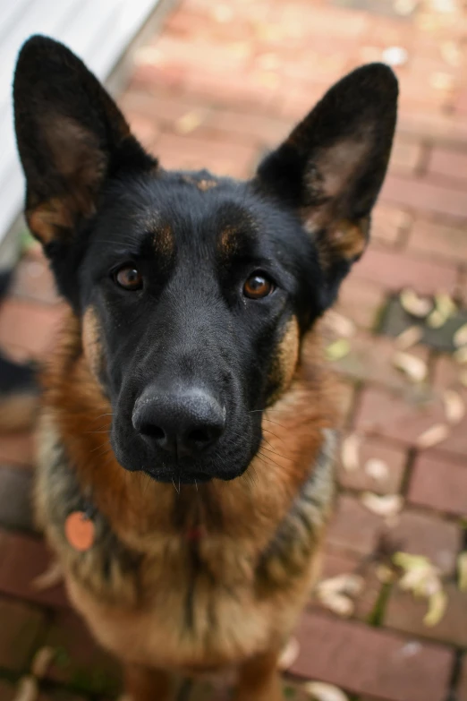 a black and brown dog sitting on top of a brick floor