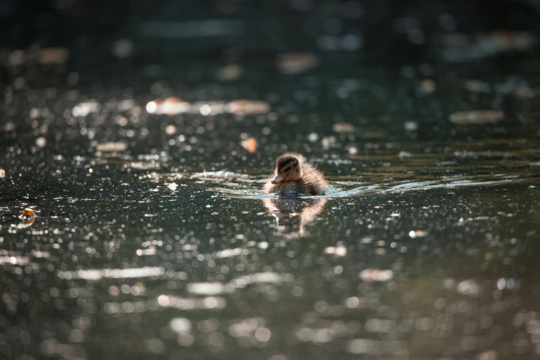 a bird with its head sticking out of the water