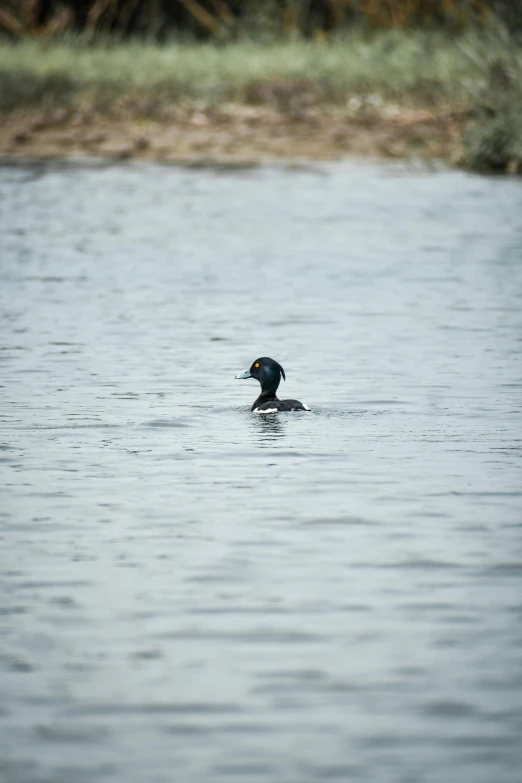 a bird sits on top of an animal swimming