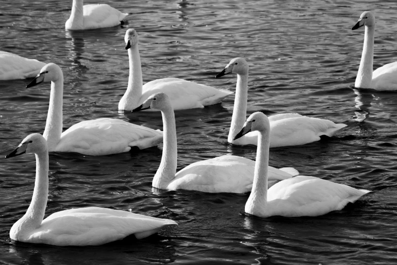 black and white image of many swans in water