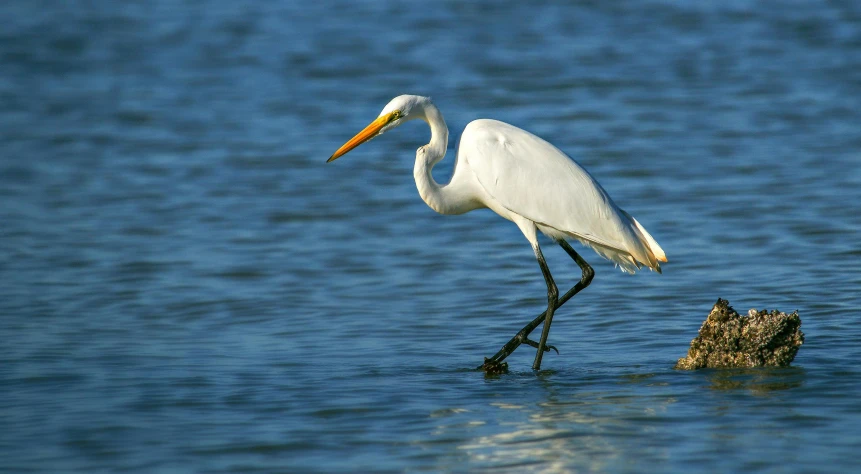 a white crane stands on a stump while standing in the water