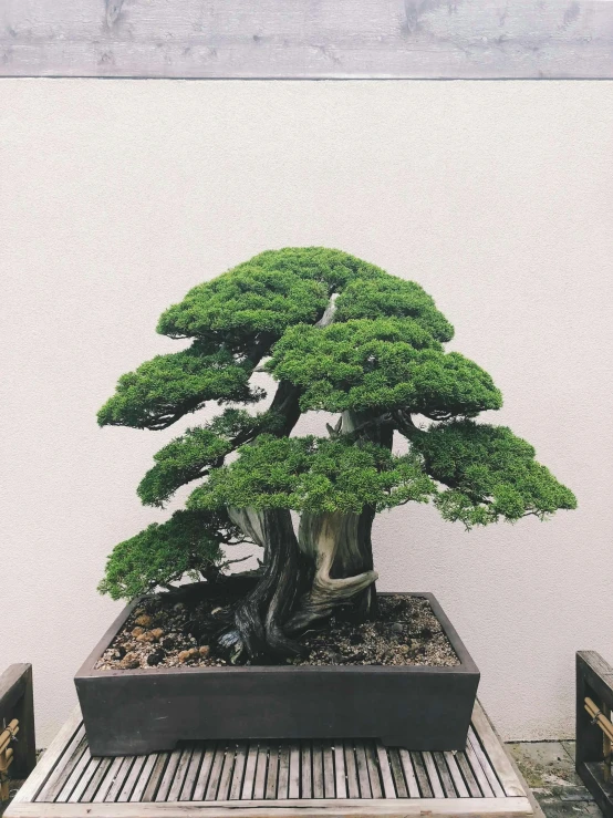 a bonsai tree in the garden and two people walking by