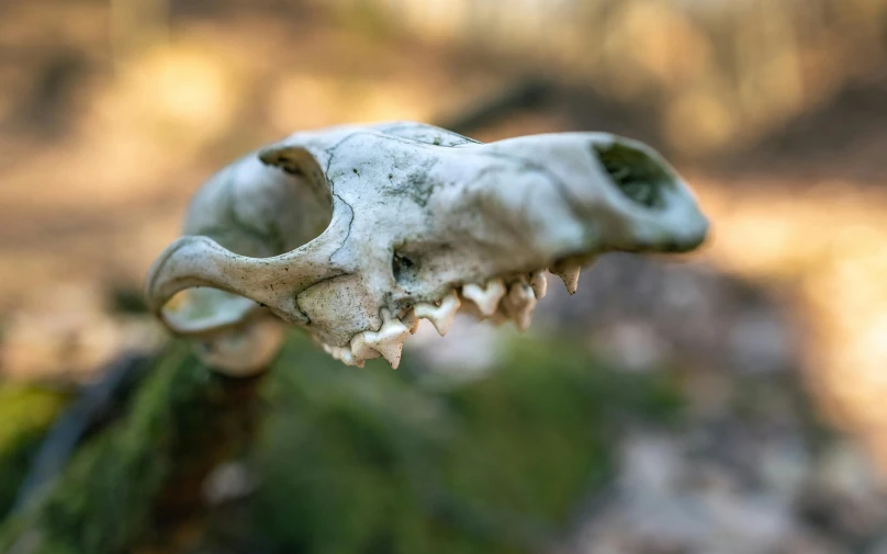 an animal skull hanging from a nch with a bite out