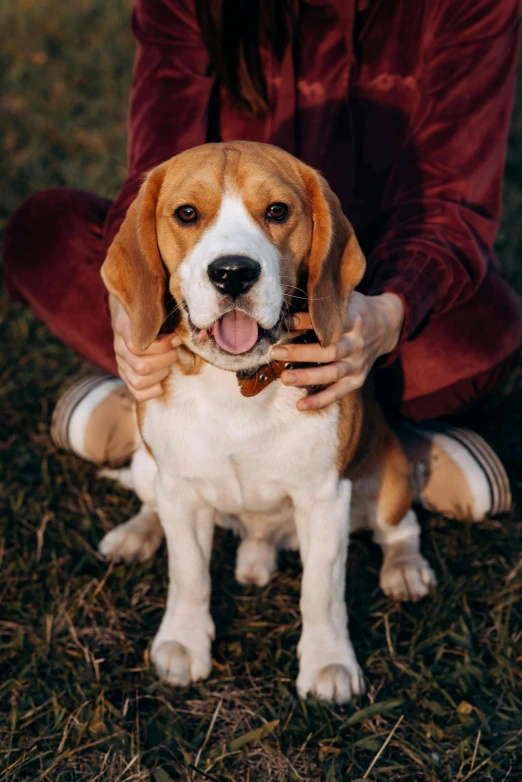 a person is holding his dog on the ground