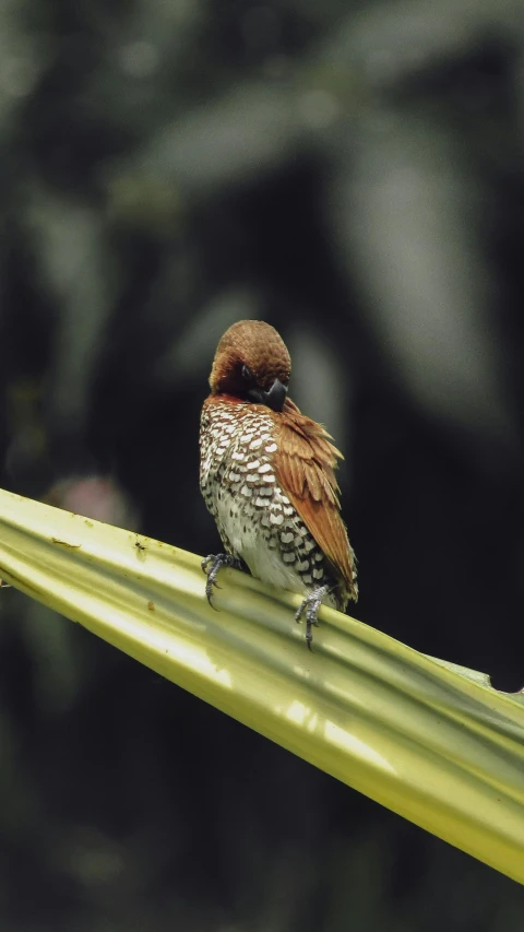 the bird sits on a leaf in front of a blurry background