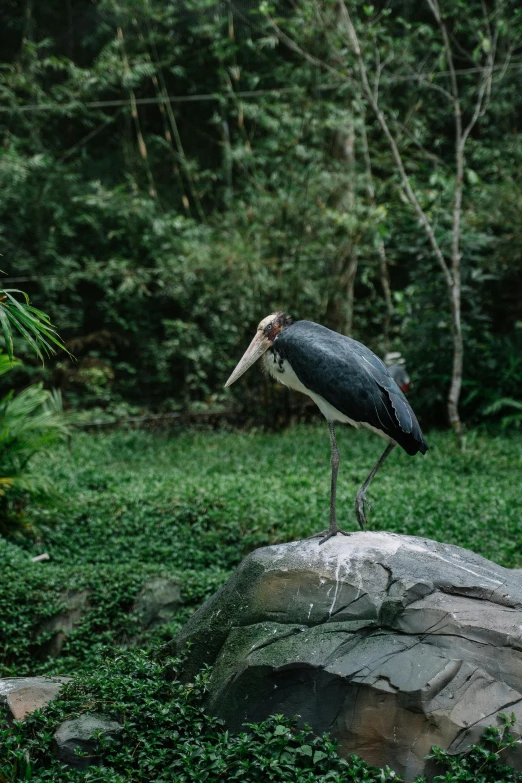 a blue stork standing on top of a rock