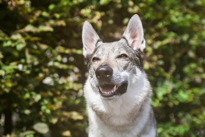 a wolf dog that is smiling for the camera