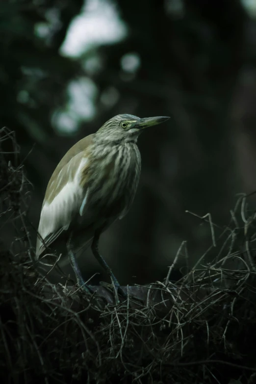 a close up of a bird on some nches