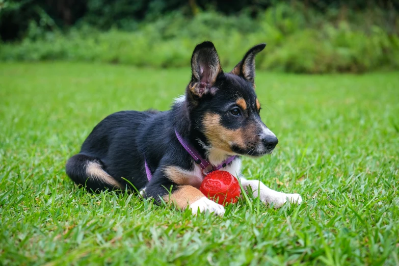 a dog lays on the grass while holding a toy in his paws