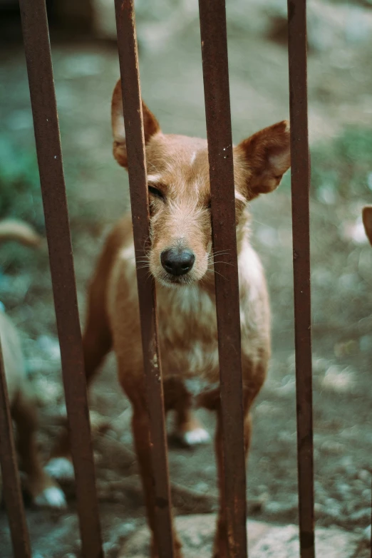 the dog is behind a gate at the zoo