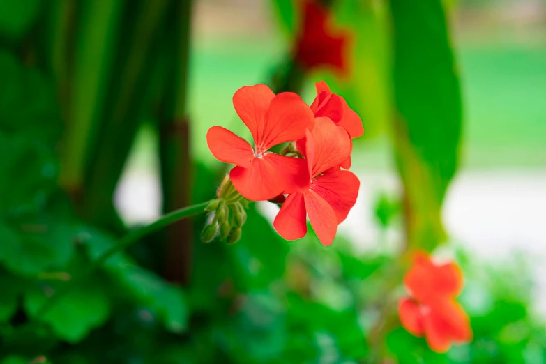 closeup po of red flowers in the sunlight