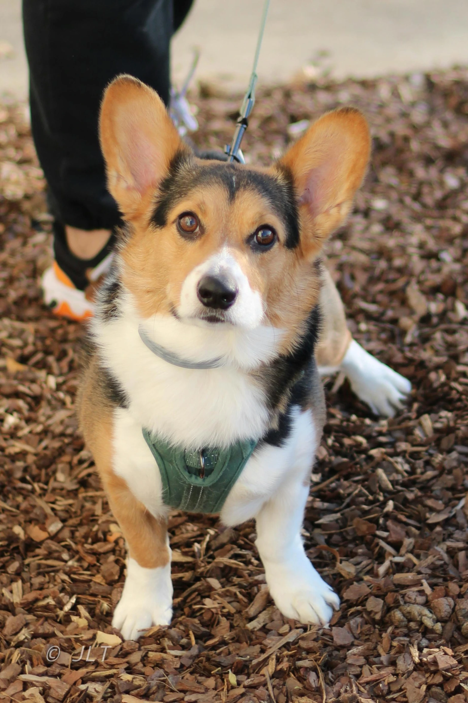 a dog sitting in the dirt with his leashed out