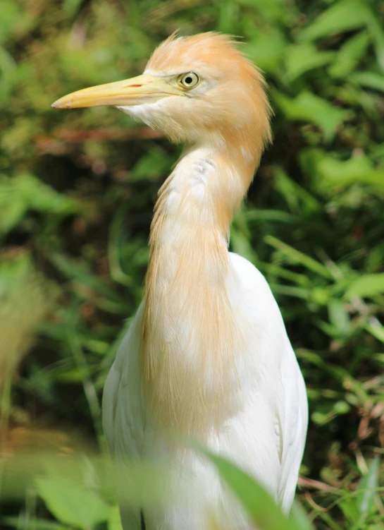 a white bird with orange head standing in the grass