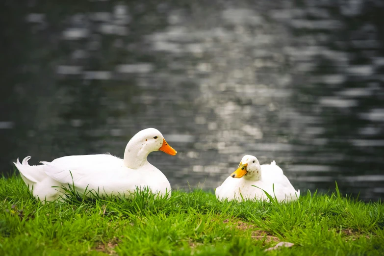 two white ducks sitting next to a body of water