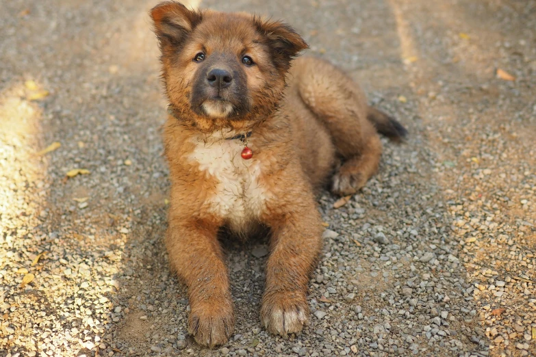 a dog laying down on the ground