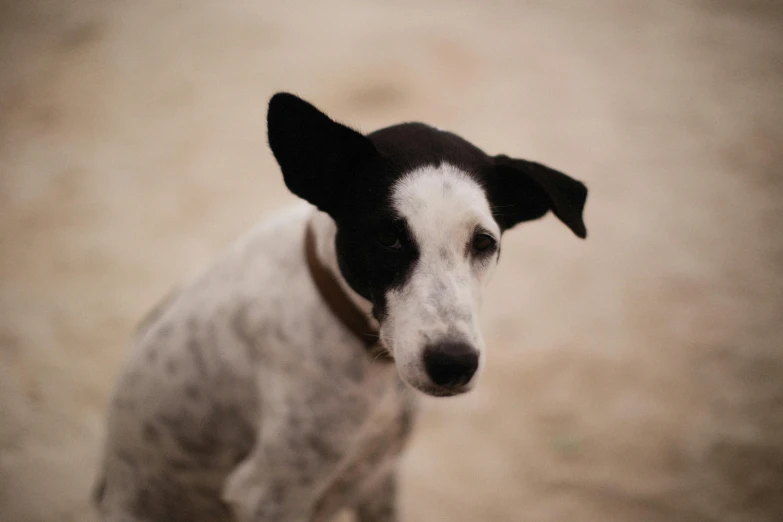 a black and white dog standing next to a sandy field