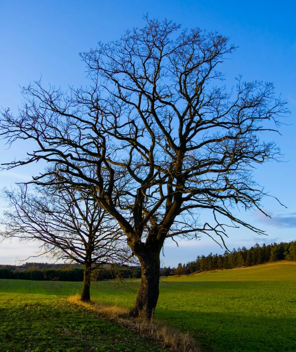 a tree that is standing in the grass