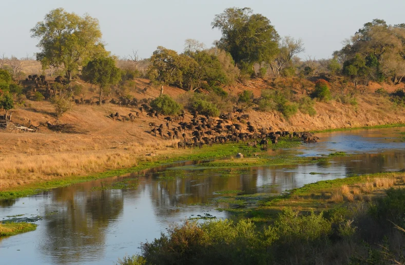 a small group of wild animals grazing near the water