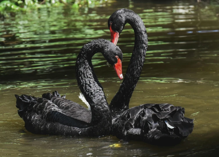 two black swans standing in water with their beaks in the shape of a heart