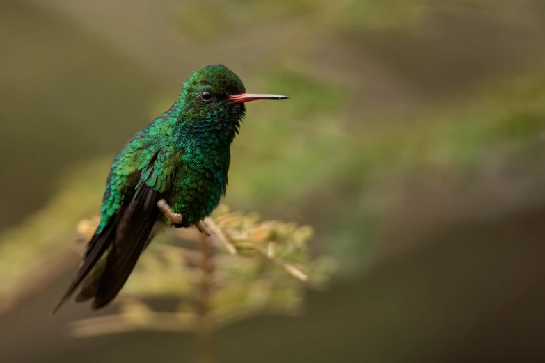 a small bird perched on a small twig