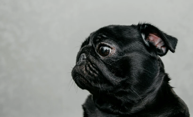 a black dog looking up while sitting down