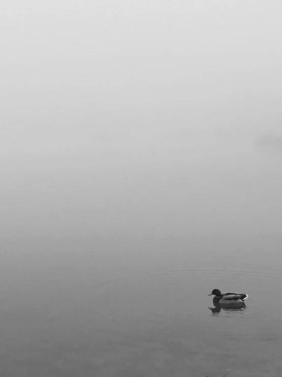 a duck swimming on the water with some fog on it