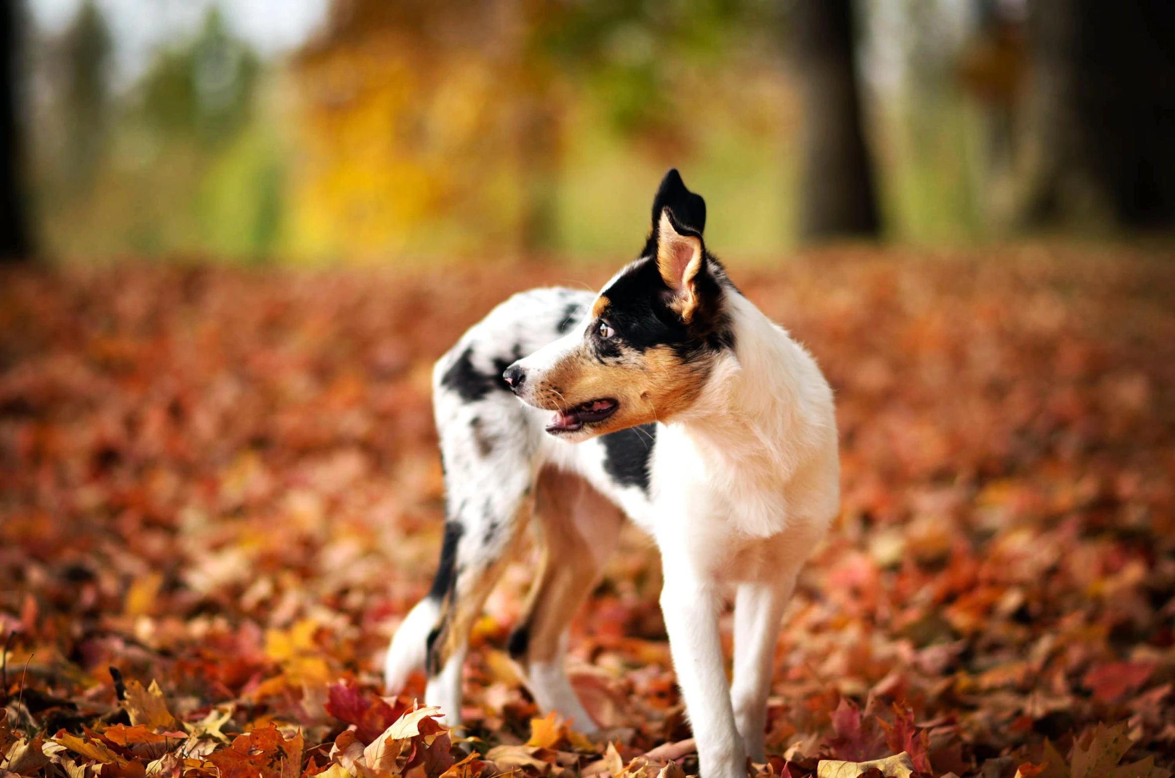 a small dog is standing in the leaves