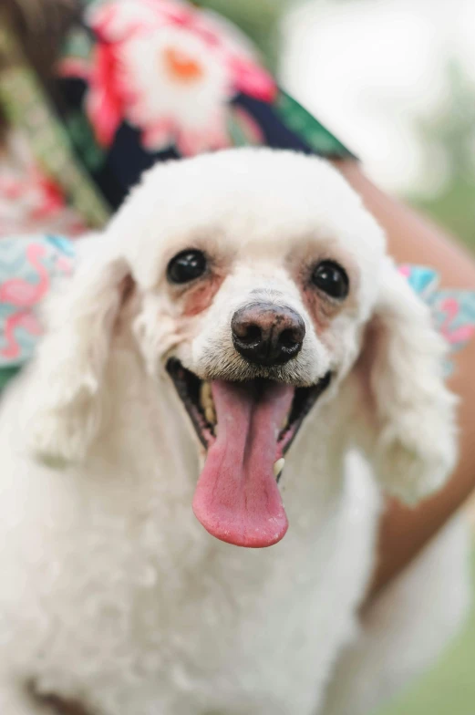 a poodle is being held by a person's hand