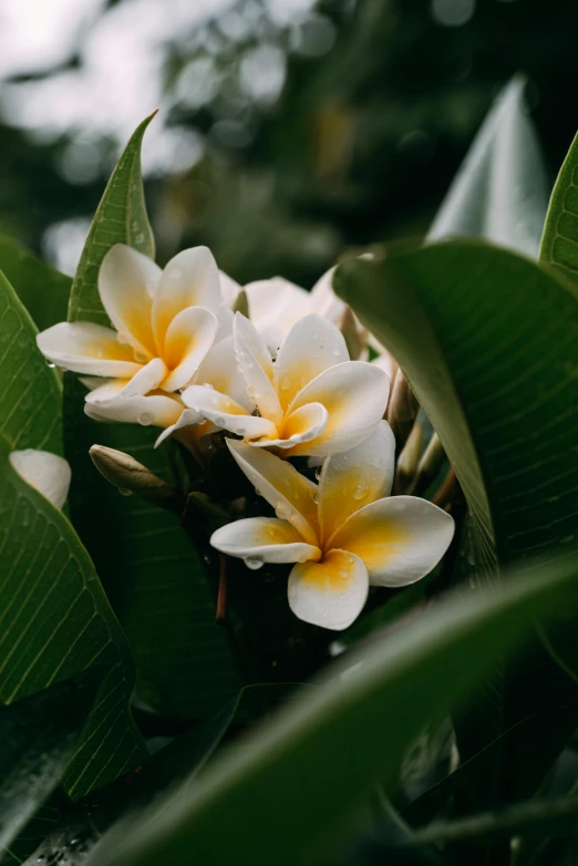 several flowers on top of green leaves in the sunlight