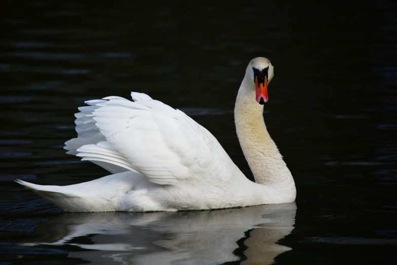 the white swan is on the water of the lake