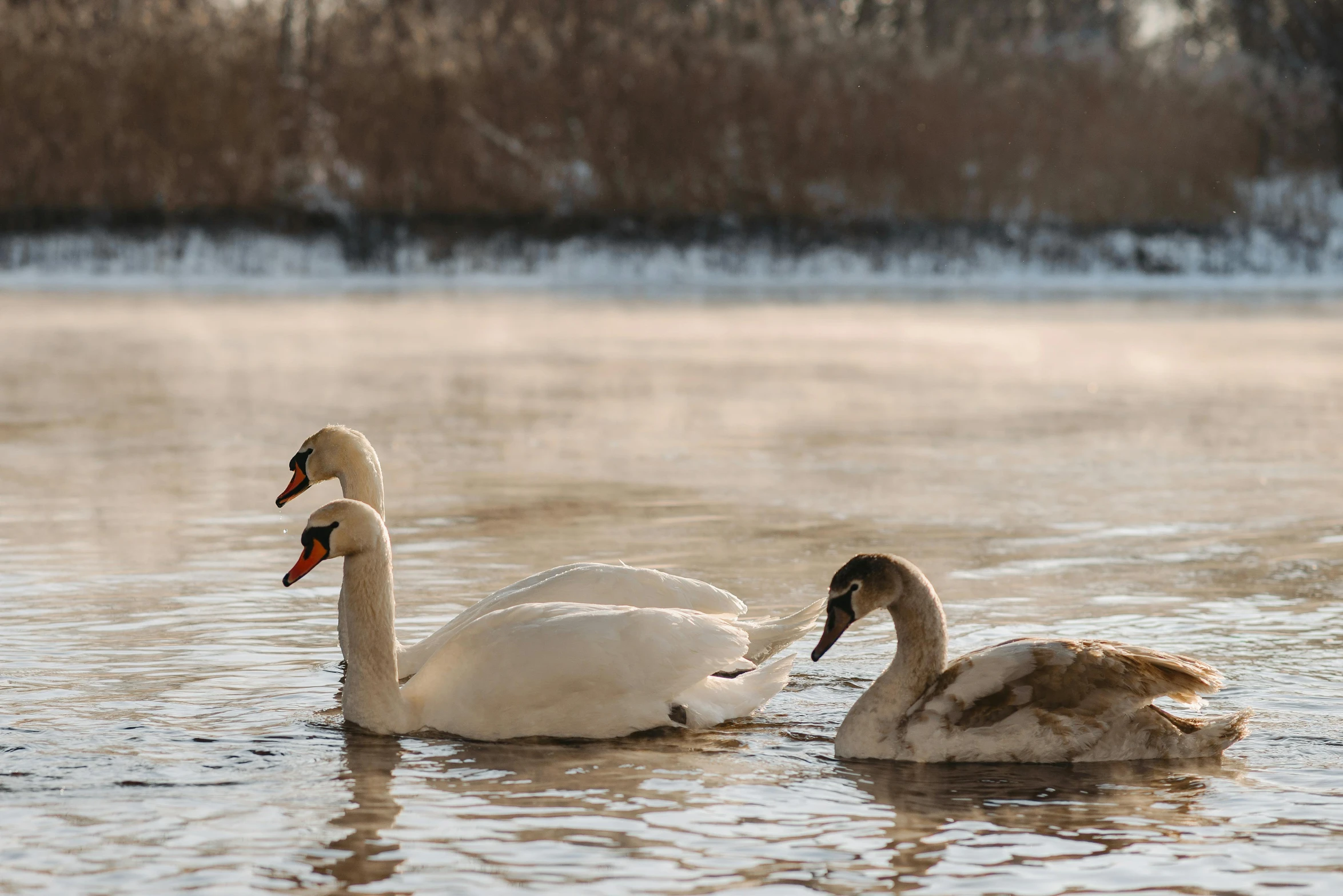 two white swans swimming on a lake near trees