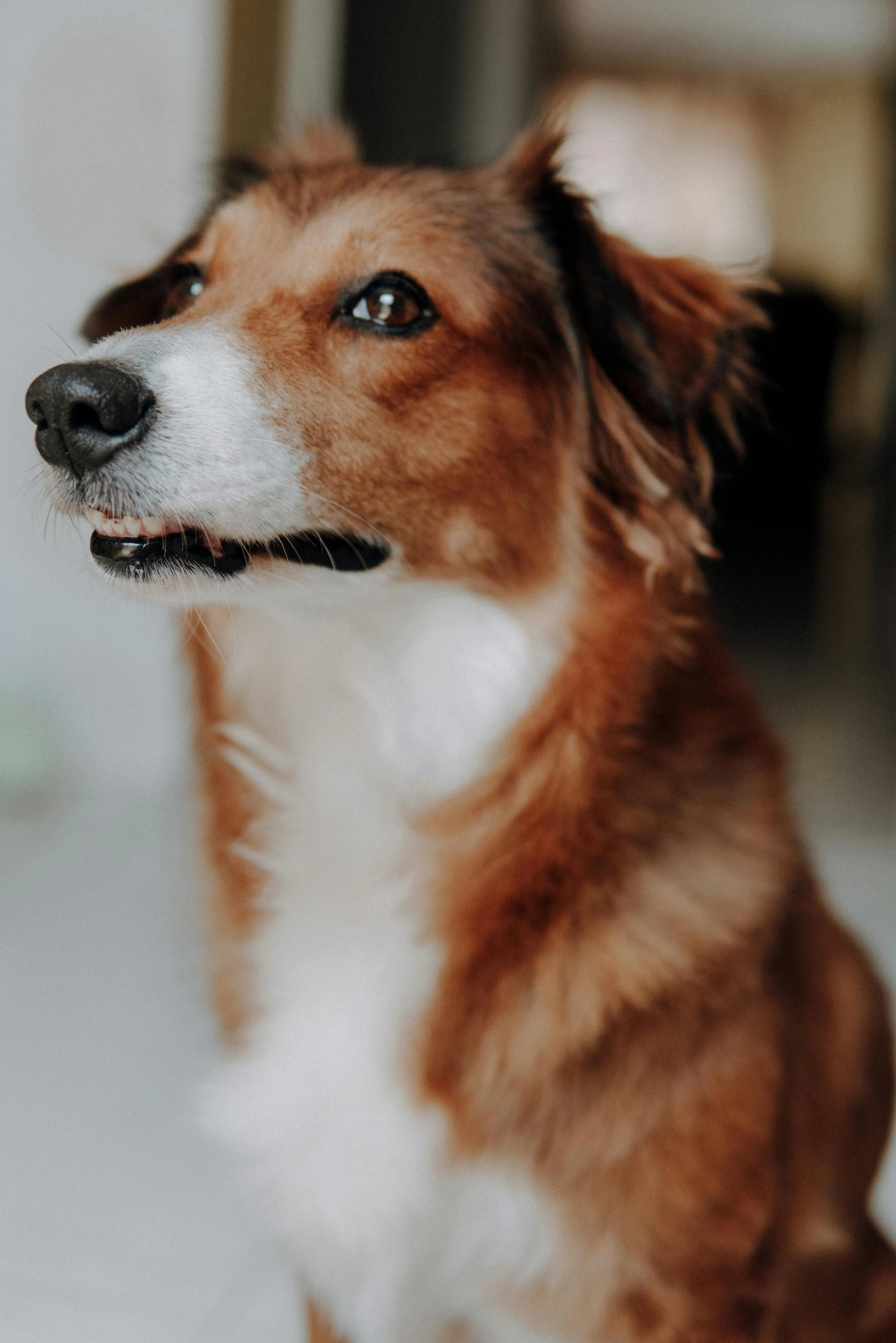 there is a dog that has a black spot on his collar