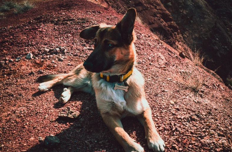 a dog laying on the ground with it's head slightly down