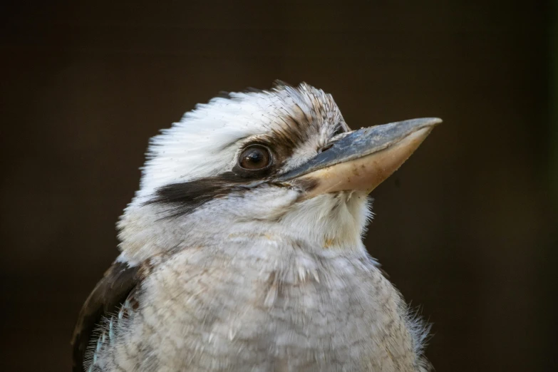 a small bird with a black background behind it