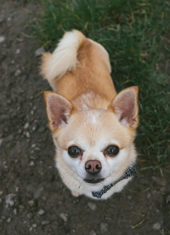 small, light brown dog with a black collar looking up from the ground