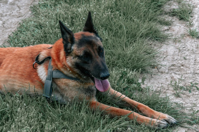 a dog laying on the ground with his tongue out