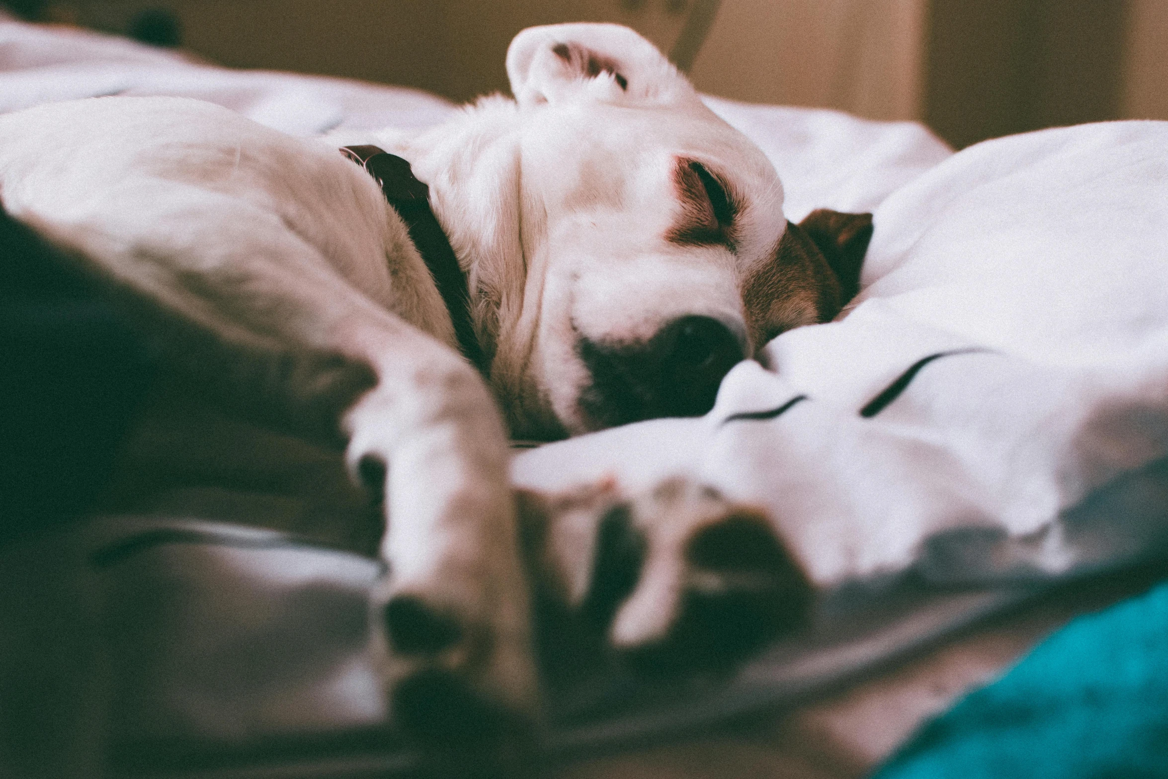 a large white dog with its mouth open laying down