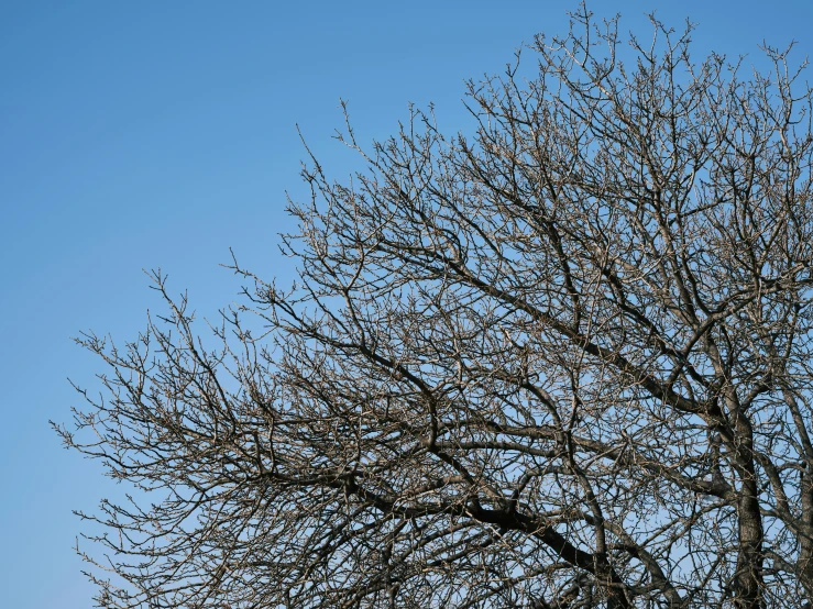 a plane flying over some barren trees against the sky