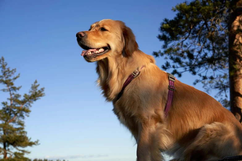 a golden dog looking up into the sky