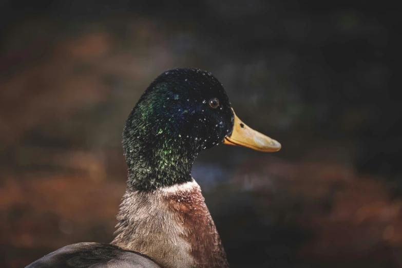 an image of a bird that is standing in the water