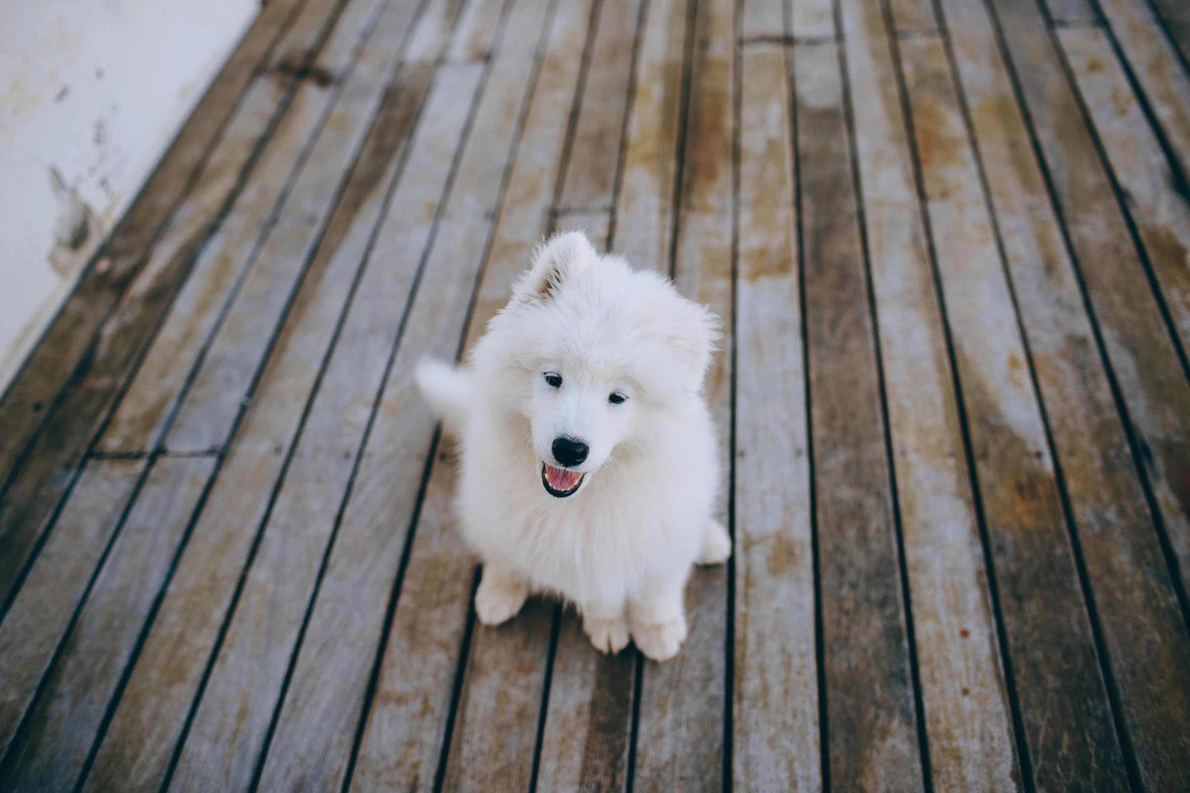 an adorable white dog sitting on top of a wooden floor