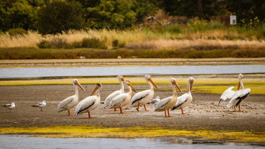 many white pelicans are walking along the shore