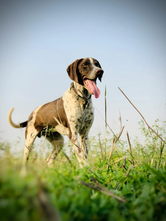 a large brown dog with white and black spots and long tongue